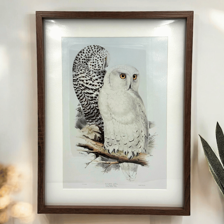 Eulen Wandbild