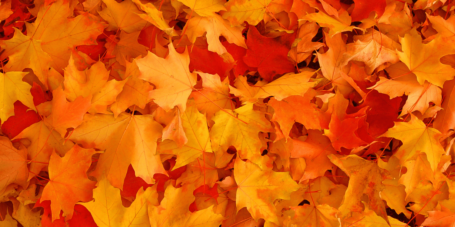 Herbstlaub